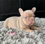 Prachtige Franse bulldogs pups in huis opgevoed, Dieren en Toebehoren, CDV (hondenziekte), Meerdere, Bulldog, 8 tot 15 weken