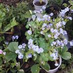 vergeet mei nietjes en boshyacinten wit, Tuin en Terras, Ophalen, Lente