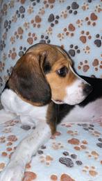 Chiot beagle a vendre, Enlèvement ou Envoi