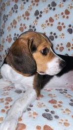 Chiot beagle a donner (gratuit), Enlèvement ou Envoi