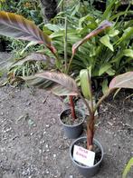 Bananenplanten, Tuin en Terras, Ophalen, Halfschaduw