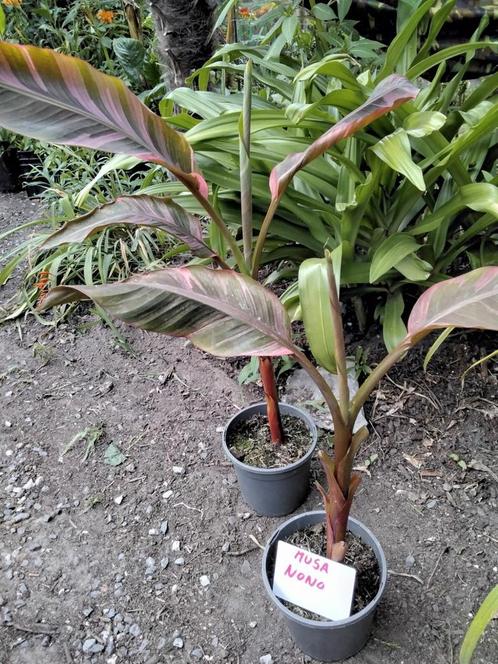 Bananenplanten, Tuin en Terras, Planten | Tuinplanten, Halfschaduw, Ophalen