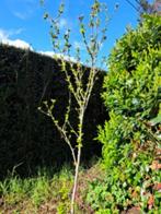 Hibiscus hoogte 2m20-50,00 euro / 1m40-25,00 euro, Ophalen, Zomer, Vaste plant, Overige soorten