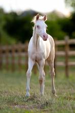 Perlino merrieveulen (D-maat), Dieren en Toebehoren, Pony's, Merrie, Gechipt, Dressuurpony, Niet van toepassing