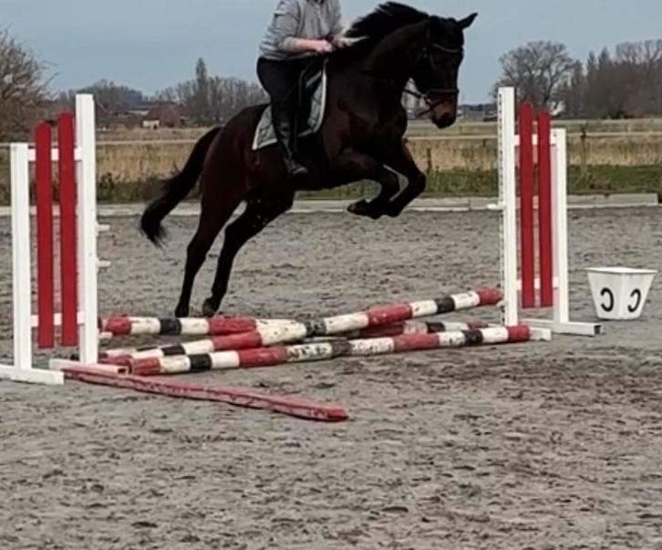 Fokmerrie Volbloed – 5 jaar – drachtig van cremello  hengst, Dieren en Toebehoren, Paarden en Pony's | Dekhengsten en Fokmerries