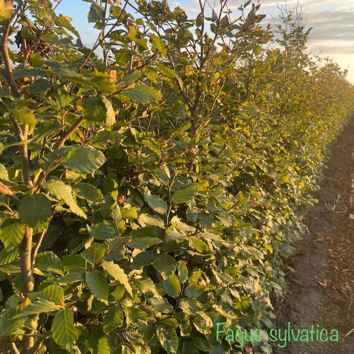 ‼️fagus sylvatica beuk aan promoprijzen ‼️, Tuin en Terras, Planten | Struiken en Hagen, Ophalen