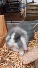 3 raszuivere Nederlandse hangoortjes te koop  voedsters