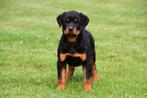 Rottweiler pups te koop - Beide ouders aanwezig, België, CDV (hondenziekte), 8 tot 15 weken, Meerdere