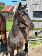 veulens, Animaux & Accessoires, Chevaux, Z, Vermifugé, 0 à 2 ans, Cheval de saut