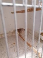 Te koop 2 jonge kanaries mannen, Dieren en Toebehoren, Vogels | Kanaries