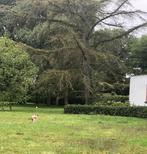 Gratis hout, Tuin en Terras, Brandhout, Ophalen, Overige houtsoorten, Stammen