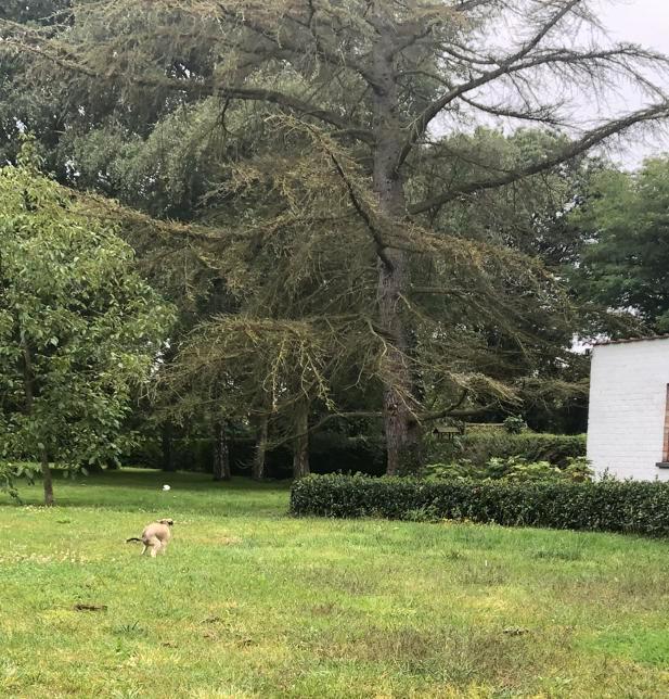 Gratis hout, Tuin en Terras, Brandhout, Stammen, Overige houtsoorten, Ophalen