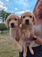 Blonde Labrador reutjes, België, Fokker | Hobbymatig, Reu, 8 tot 15 weken