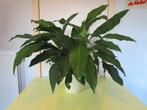 Grote Lepelplant - Spathiphylum, Huis en Inrichting, Ophalen, Overige soorten, Halfschaduw, In pot