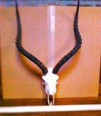 Gewei, Ophalen, Gebruikt, Gewei of Kop