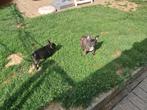 franse bulldog pups, Dieren en Toebehoren, België, Particulier, Reu, CDV (hondenziekte)