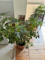 Schefflera arboricola (parasolplant) 1m20, Ophalen, 100 tot 150 cm, Overige soorten, Halfschaduw