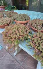 Sedum Coral carpet in schaal, Mortsel, Ophalen, Zomer