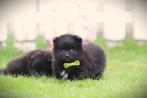 Dwergkeesjes, Pomeranian pups, Belgisch fokker, Dieren en Toebehoren, Honden | Poolhonden, Keeshonden en Oertypen, België, Keeshond