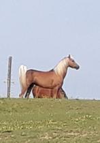 Gekeurde pony hengst Golden Riverman, Dieren en Toebehoren, Hengst, Springpony, 11 jaar of ouder, Gechipt