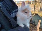 Leewenkopje, dwergkonijntje geboren 08.12.'25, Dieren en Toebehoren, Konijnen, Mannelijk, 0 tot 2 jaar