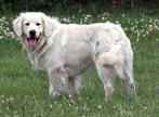 golden retriever dekreu stamboom particulier, Dieren en Toebehoren, Honden | Dekreuen, België, Particulier, Reu, Eén hond