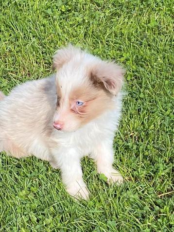 Chiots border collie 