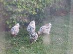 2 Cochin kriel koppels (porselein), Dieren en Toebehoren