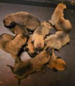 FCI mechelse herder pups uit Toplijnen, België, Fokker | Hobbymatig, CDV (hondenziekte), 8 tot 15 weken