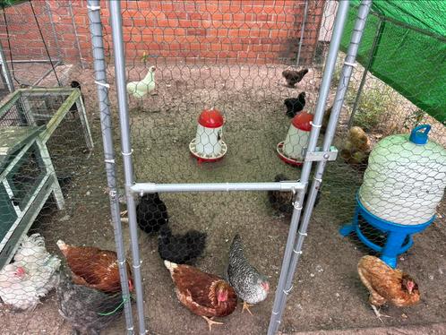 10 kippen diverse rassen 5-15€ per kip, Dieren en Toebehoren, Pluimvee | Toebehoren, Zo goed als nieuw, Ophalen