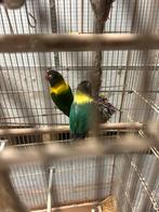 Koppel agapornis, Dieren en Toebehoren