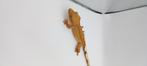 Poss 1.0 Yellow Brindle Tangerine wimpergekko baby, Dieren en Toebehoren, Hagedis, Tam, 0 tot 2 jaar