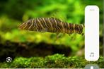 Botia, Dieren en Toebehoren, Vissen | Aquariumvissen