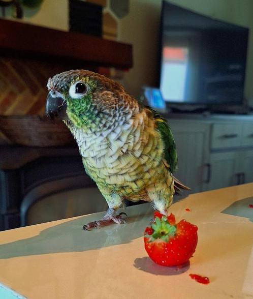 Pyrrhura: Rocco, Dieren en Toebehoren, Vogels | Parkieten en Papegaaien, Mannelijk, Tam, Geringd