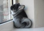 chinchilla verschillende kleuren bokjes, Dieren en Toebehoren, Knaagdieren, Mei, Mannelijk, Chinchilla
