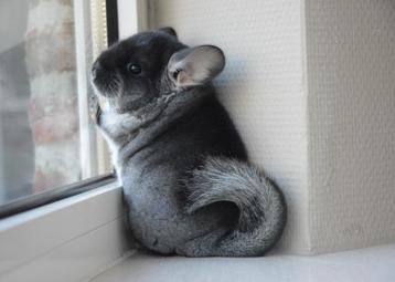 chinchilla verschillende kleuren bokjes  beschikbaar voor biedingen