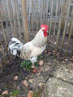 Meerdere hanen (groenleggers) zoeken een nieuw 5 huisje., Dieren en Toebehoren, Pluimvee