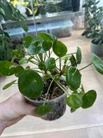 Peperomia Peperomioides Pannenkoekenplant Variegata, Huis en Inrichting, Kamerplanten, Ophalen of Verzenden