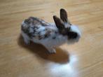 Lapin nain, Animaux & Accessoires, Lapins, Femelle, Nain, 0 à 2 ans