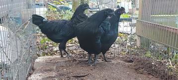 Broedeieren Ayam Cemani beschikbaar voor biedingen