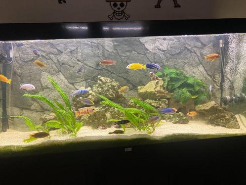 zo goed als nieuw aquarium inc meubel+toebehoren 500 liter, Dieren en Toebehoren, Vissen | Aquaria en Toebehoren, Nieuw, Gevuld zoetwateraquarium