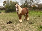Boerenpaard en veulen van 2024, Zadelmak, 7 tot 10 jaar, Recreatiepony, Merrie