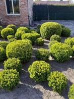 buxus, Jardin & Terrasse, Plantes | Arbustes & Haies, Enlèvement ou Envoi, Buis, Arbuste