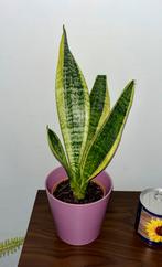 Plant om te ruilen, Ophalen