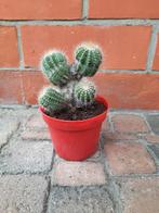 Cactus, Cactus, En pot, Enlèvement, Moins de 100 cm