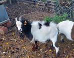 Geitebok, Dieren en Toebehoren, Schapen, Geiten en Varkens, Mannelijk, Geit, 0 tot 2 jaar