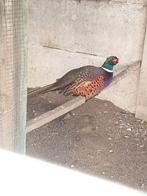 Bos fazant man volwassen, Dieren en Toebehoren