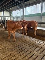 3 onthoornde limousine vaarzen, Dieren en Toebehoren, Vrouwelijk, 0 tot 2 jaar