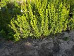 buxus, Tuin en Terras, Planten | Struiken en Hagen, Ophalen, Buxus, Struik, Minder dan 100 cm