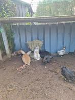 Padua broedeieren, Dieren en Toebehoren, Pluimvee
